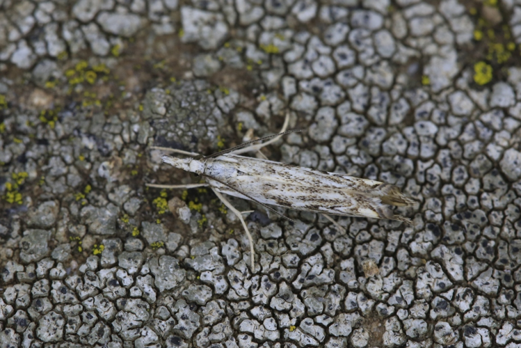 Catoptria falsella &copy; Marc Corail