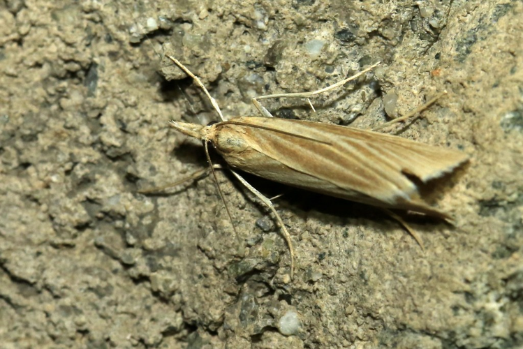 Catoptria lythargyrella &copy; Marc Corail