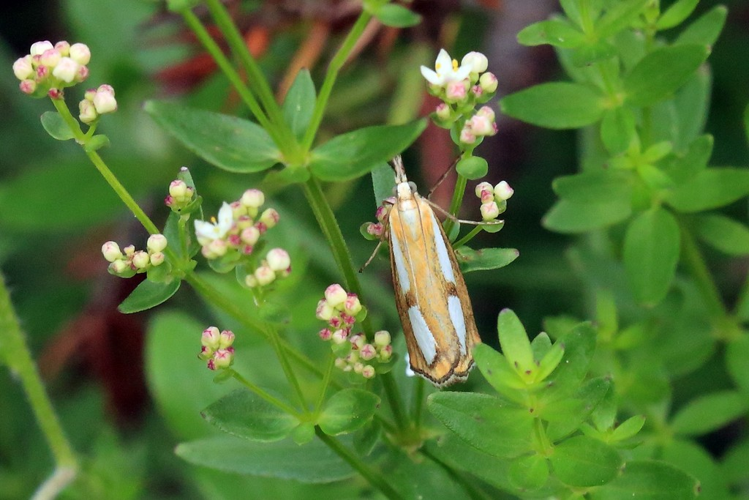 Catoptria pinella &copy; Marc Corail
