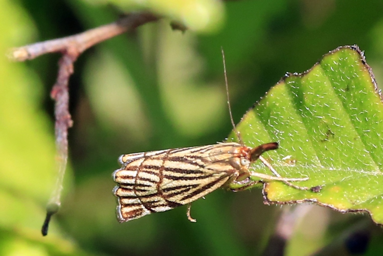 Chrysocrambus linetella &copy; Marc Corail