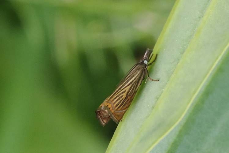 Chrysoteuchia culmella &copy; Marc Corail