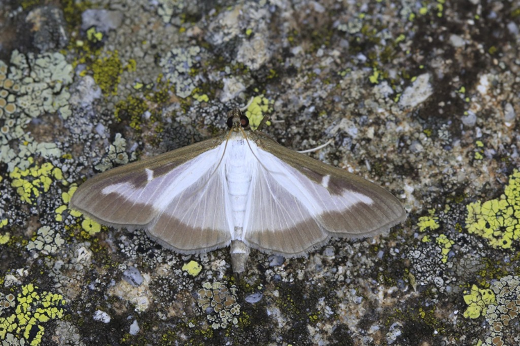 Cydalima perspectalis &copy; Marc Corail