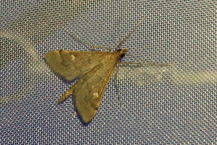 Dolicharthria punctalis &copy; Marc Corail