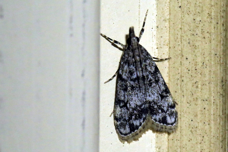 Eudonia lacustrata &copy; Marc Corail