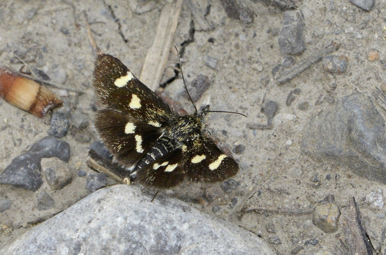 Eurrhypis pollinalis &copy; Jean Raillot