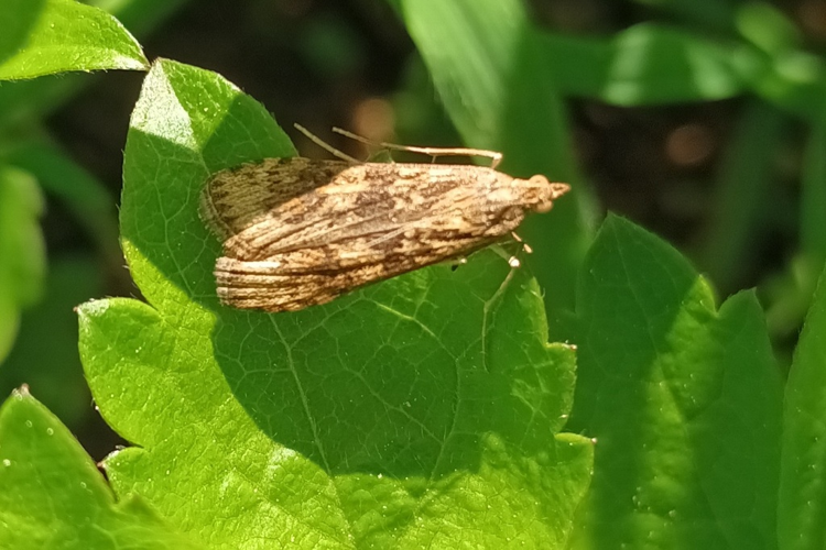 Nomophila noctuella &copy; Marc Corail