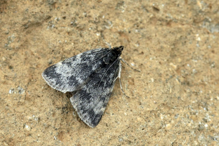 Orenaia lugubralis &copy; Marc Corail