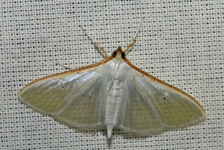 Palpita vitrealis &copy; Marc Corail