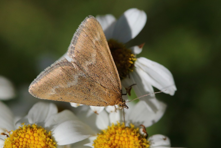 Pyrausta aurata &copy; Marc Corail