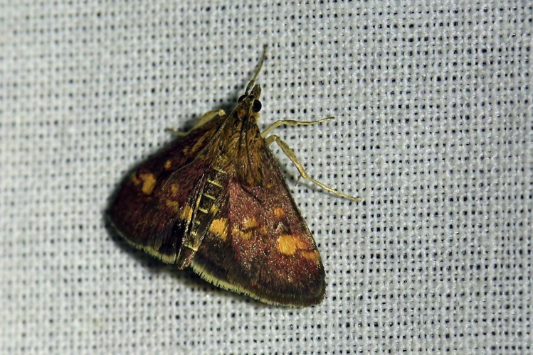 Pyrausta aurata &copy; Marc Corail