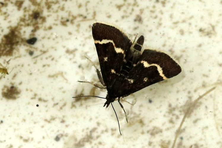 Pyrausta nigrata &copy; Marc Corail