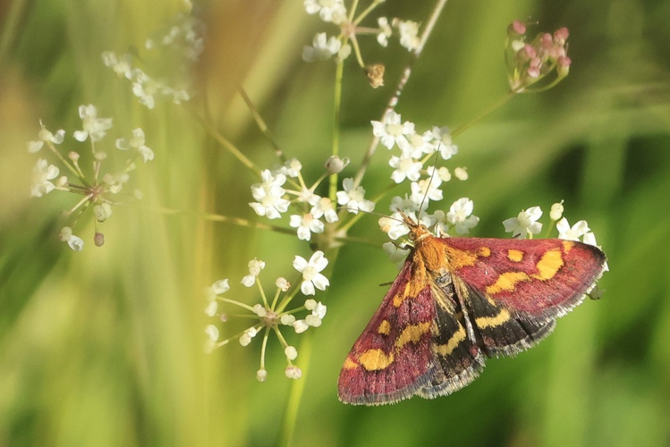 Pyrausta purpuralis &copy; Marc Corail