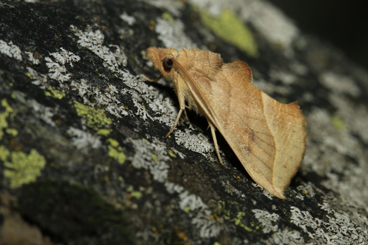 Calyptra thalictri  &copy; Marc Corail