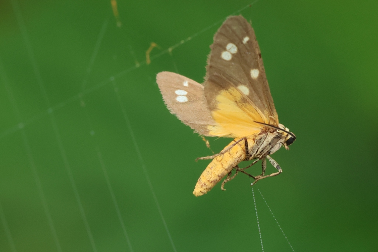 Dysauxes punctata &copy; Marc Corail
