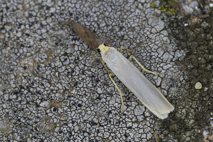 Eilema caniola &copy; Marc Corail