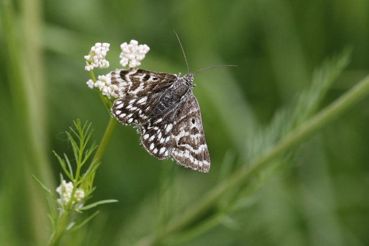 Euclidia mi &copy; Marc Corail