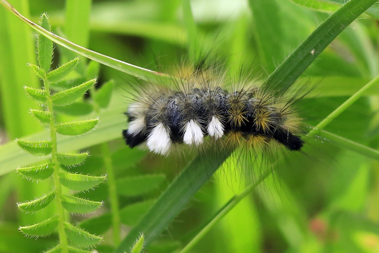 Gynaephora fascelina &copy; Marc Corail