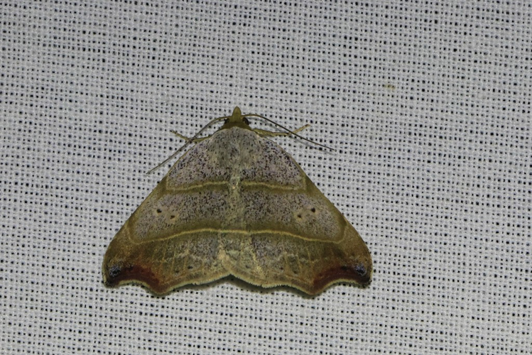 Laspeyria flexula &copy; Marc Corail