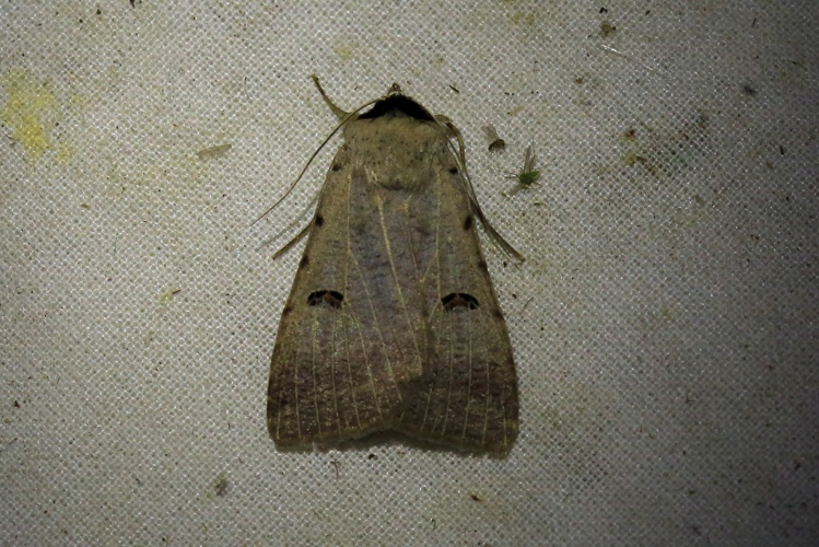 Lygephila craccae &copy; Marc Corail