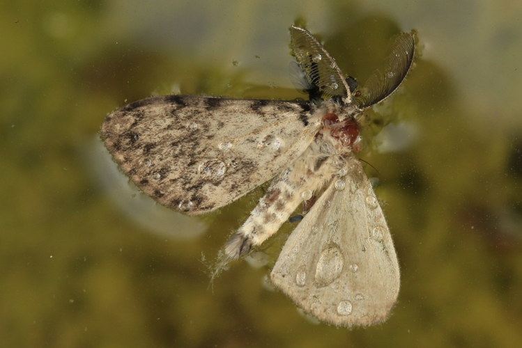 Lymantria dispar &copy; Marc Corail