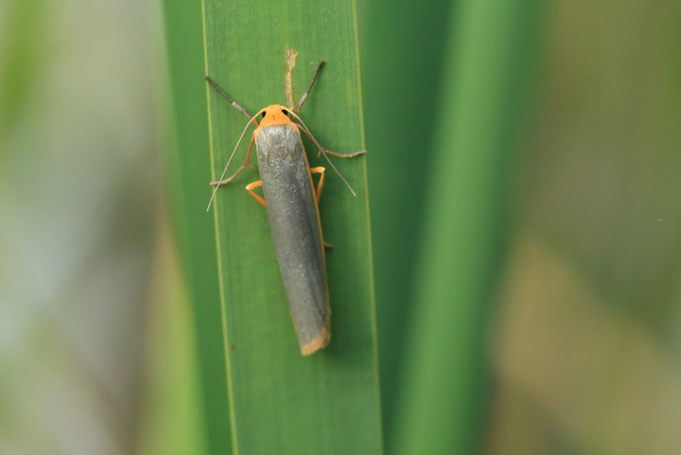 Manulea complana &copy; Marc Corail