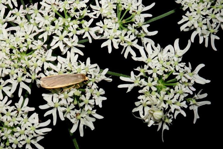 Eilema lurideola &copy; Marc Corail