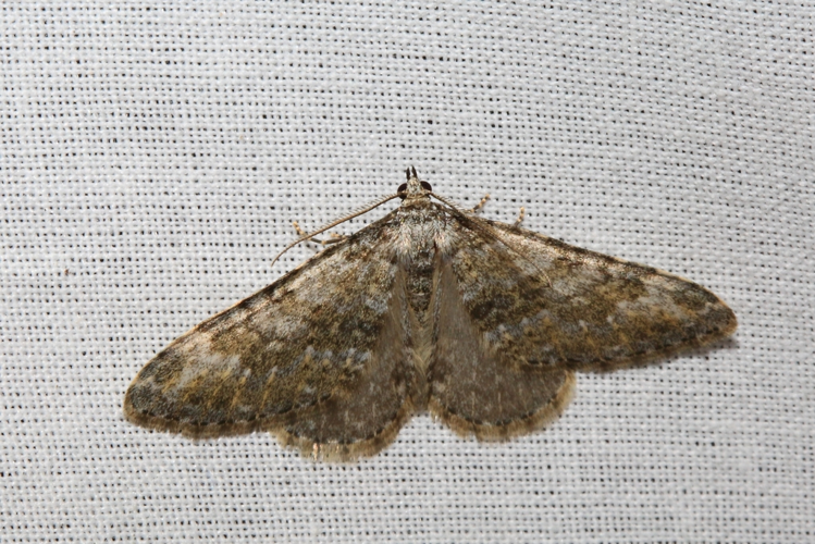 Coenotephria salicata &copy; Marc Corail