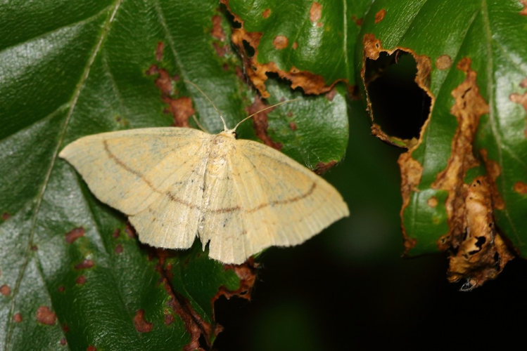 Cyclophora linearia &copy; Marc Corail