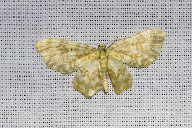 Hydrelia flammeolaria &copy; Marc Corail