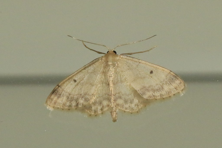  Idaea biselata &copy; Marc Corail