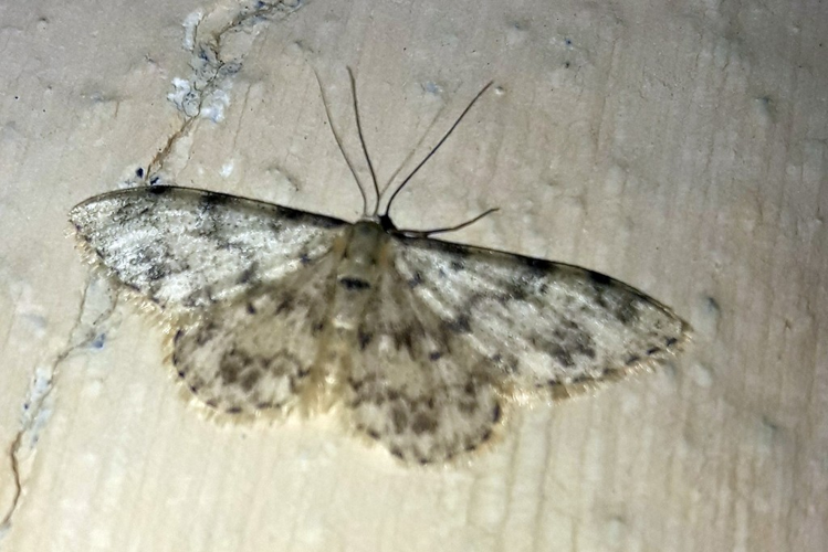  Idaea contiguaria &copy; Marc Corail