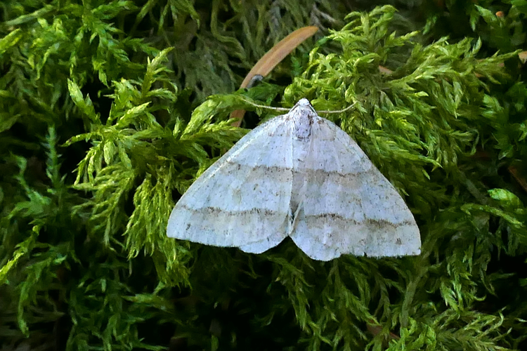 Mesotype parallelolineata &copy; Marc Corail