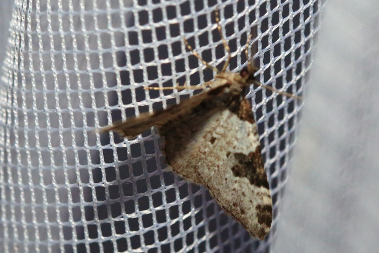 Perizoma blandiata &copy; Marc Corail