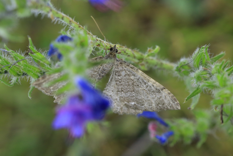 Rheumaptera montivagata &copy; Marc Corail
