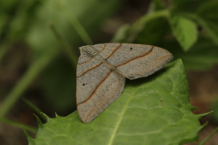 Scotopteryx luridata &copy; Marc Corail