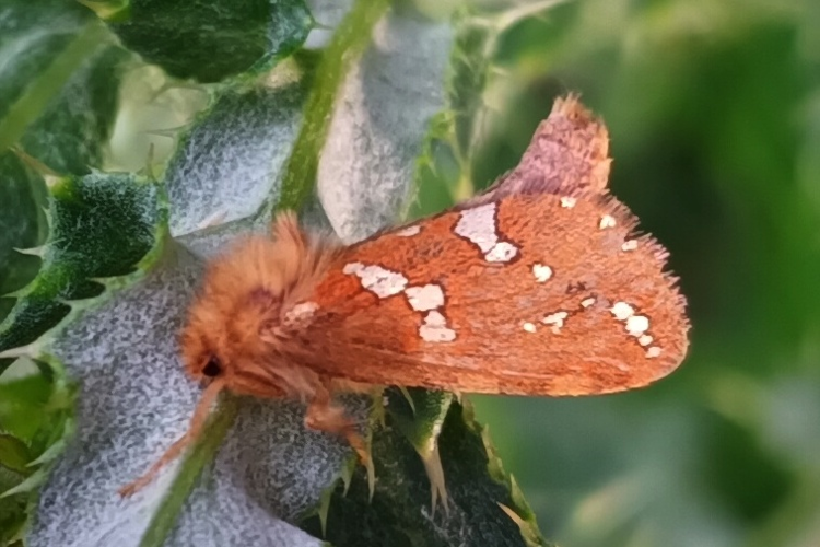Phymatopus hecta &copy; Marc Corail