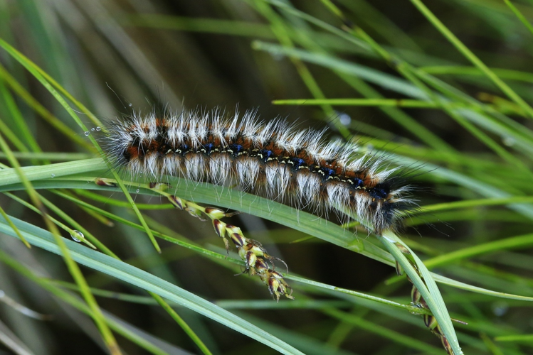 Eriogaster catax &copy; Marc Corail