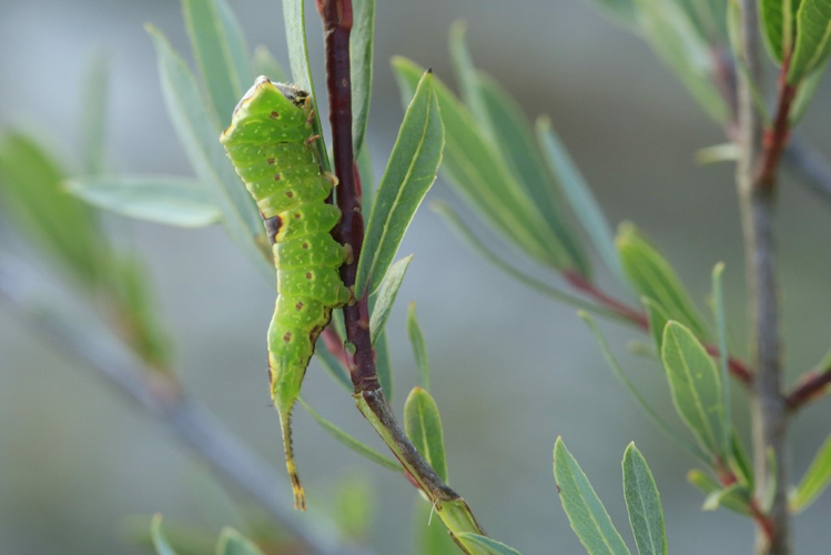 Furcula furcula &copy; Marc Coorail