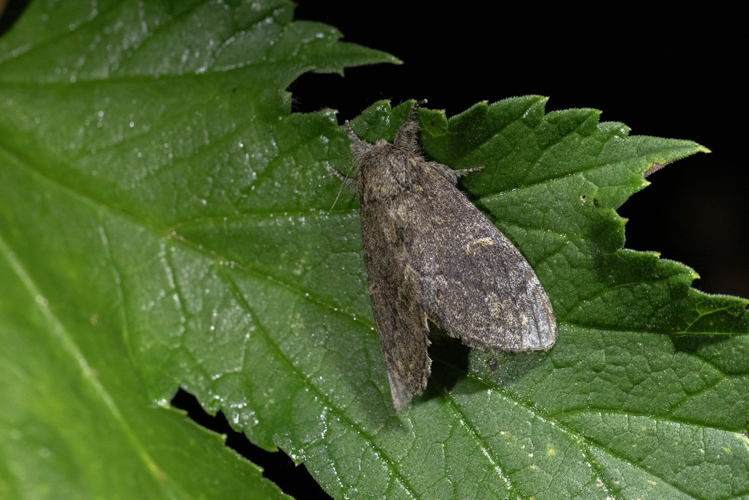 Notodonta torva &copy; Marc Corail