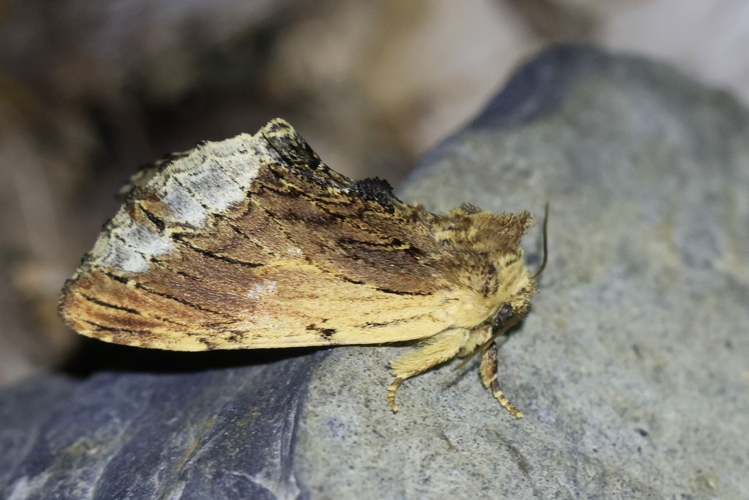 Ptilodon cucullina &copy; Marc Corail