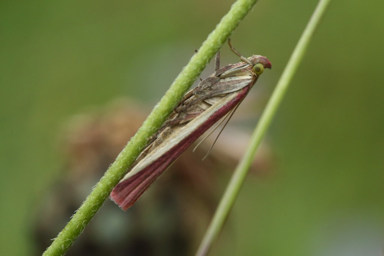 Oncocera semirubella &copy; Marc Corail