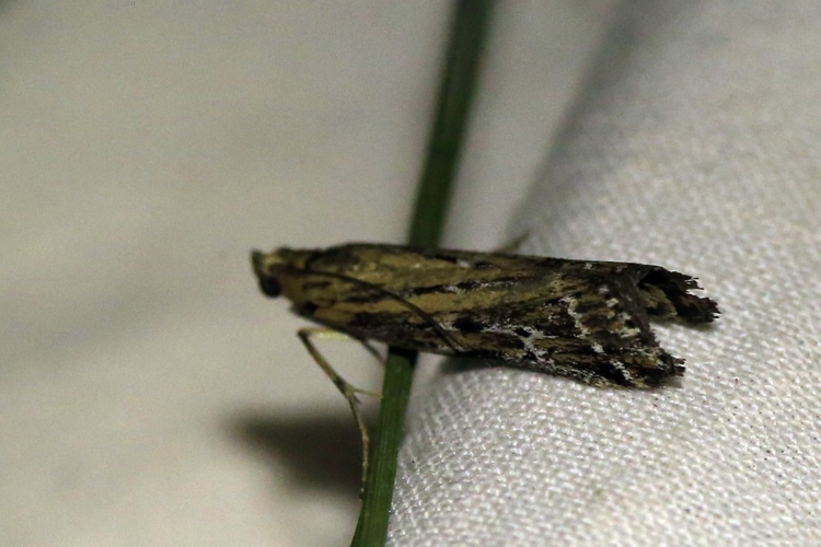 Pempeliella ornatella &copy; Marc Corail