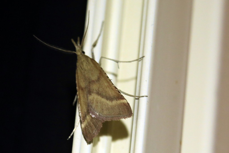 Synaphe punctalis &copy; Marc Corail