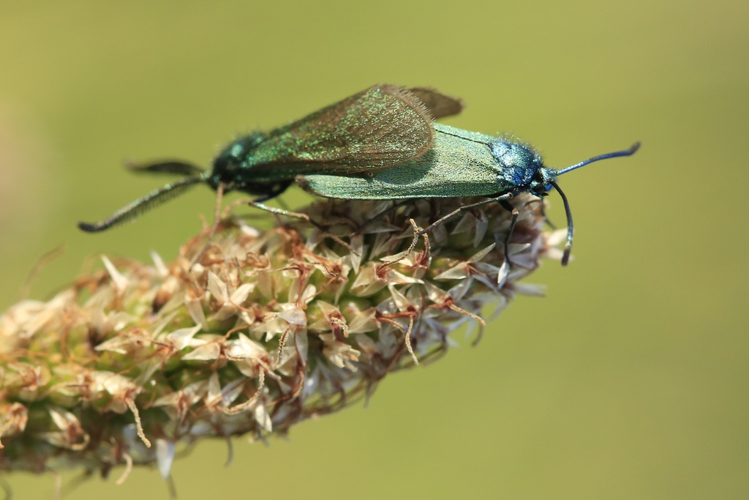 Adscita mannii &copy; Marc Corail