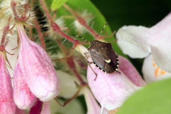 Holcostethus sphacelatus &copy; Marc Corail