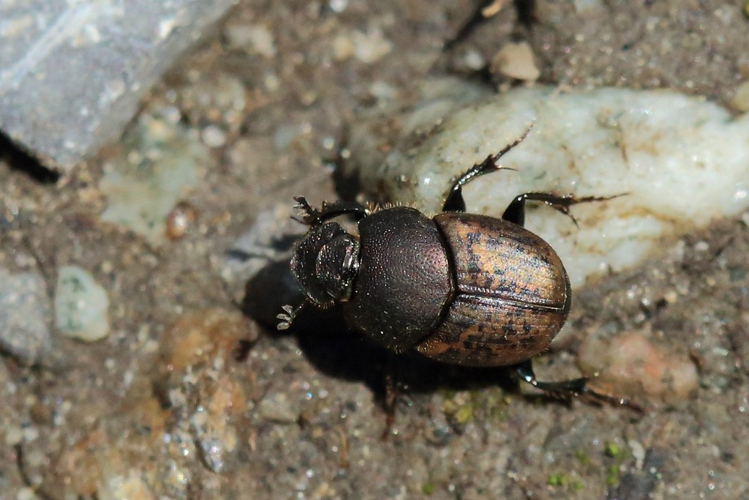 Onthophagus vacca ou medius &copy; Marc Corail