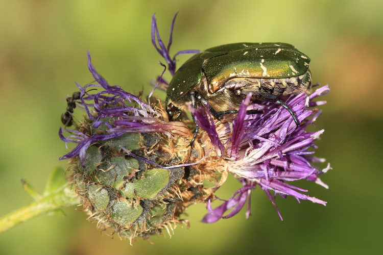 Potosia cuprea &copy; Marc Corail