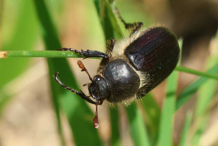 Amphimallon atrum &copy; Marc Corail