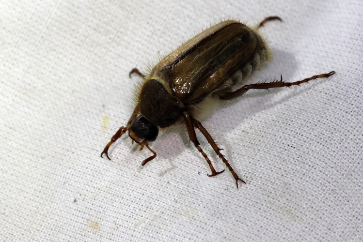 Amphimallon solstitiale &copy; Marc Coraill