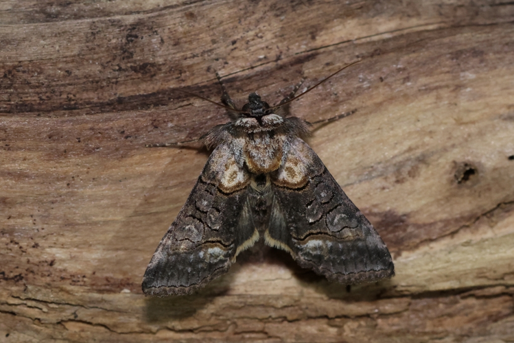 Abrostola asclepiadis &copy; Marc Corail